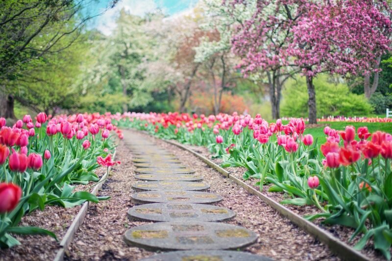 pathway, path, pink tulips