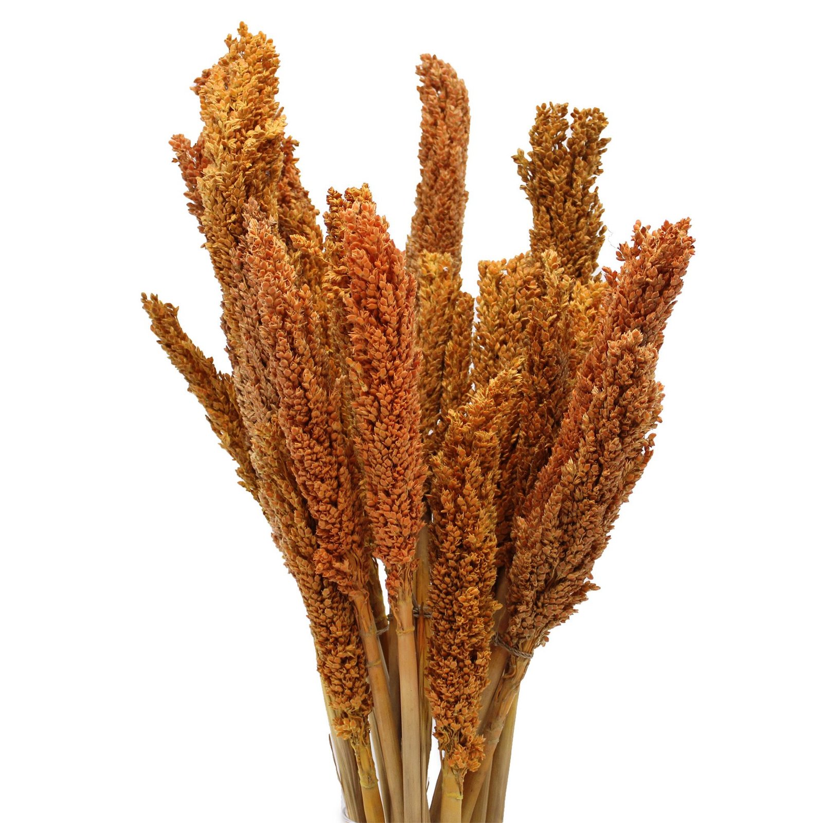 Dekoratyvinė žolės puokštė „Cantal Grass“ – oranžinis saulėlydžio akcentas namams ir sodui
